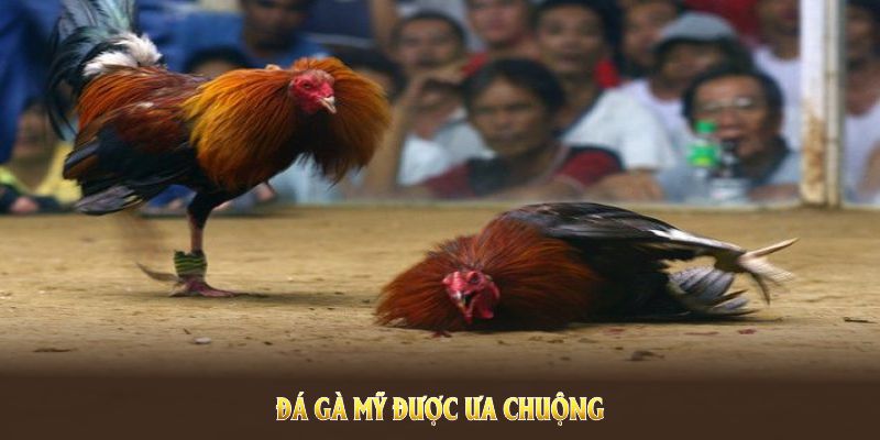 Đá gà Mỹ được ưa chuộng vì sự kịch tính và tỷ lệ thắng cao 